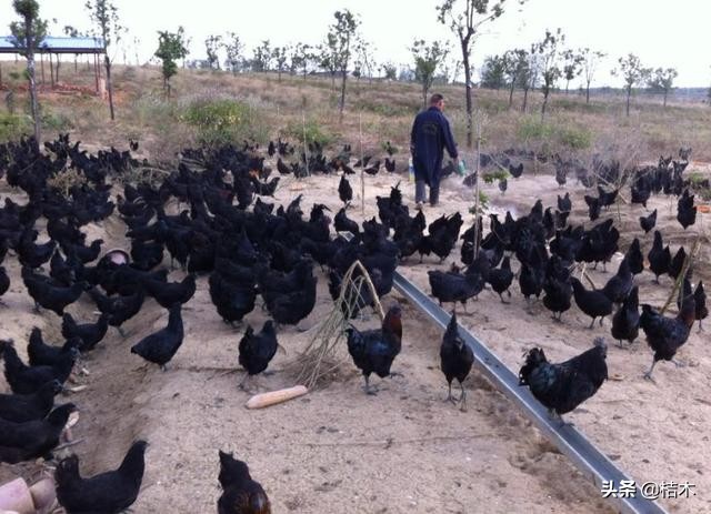 李时珍称它药鸡，一年只能长3斤，你见过吗？