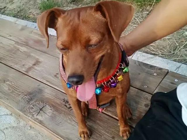 狗狗一直咬自己的脚是怎么回事,狗狗没事老舔爪子