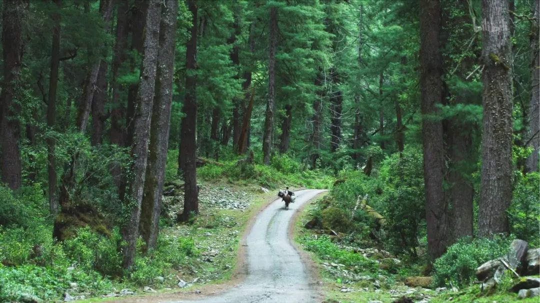 有一种风情叫江南烟雨,波密塞外江南