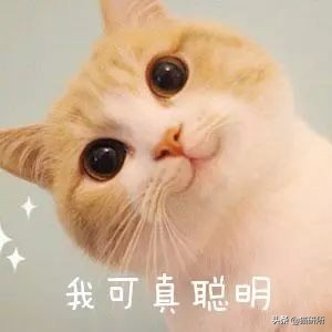 猫咪一副听不懂人话的样子,猫咪一副不太聪明的样子