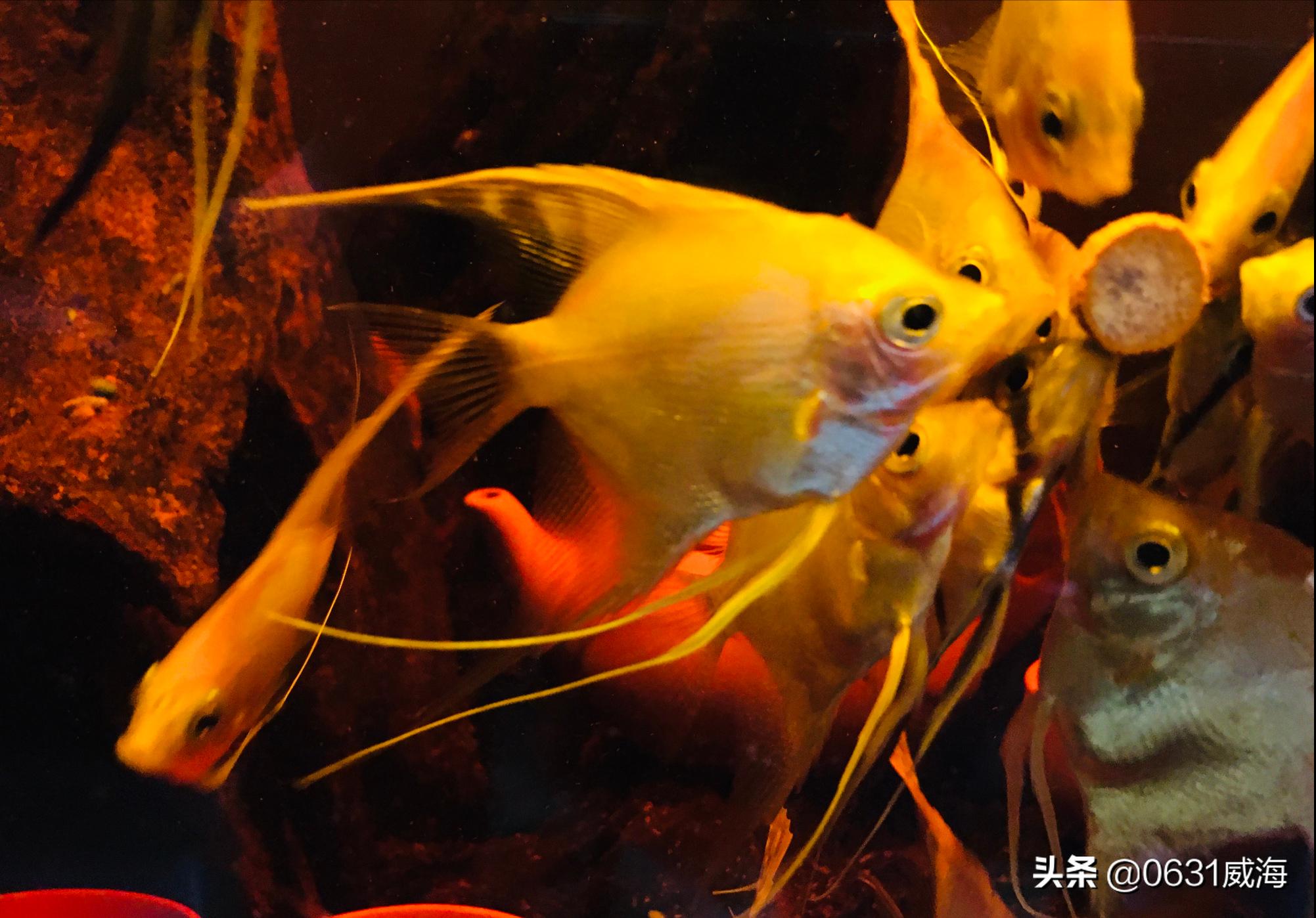 燕鱼最好喂什么,燕鱼与其中一条打架什么原因