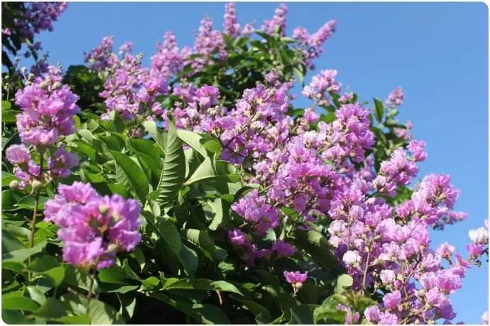 50种·蓝紫色系植物,尊享高贵典雅浪漫的视觉盛宴