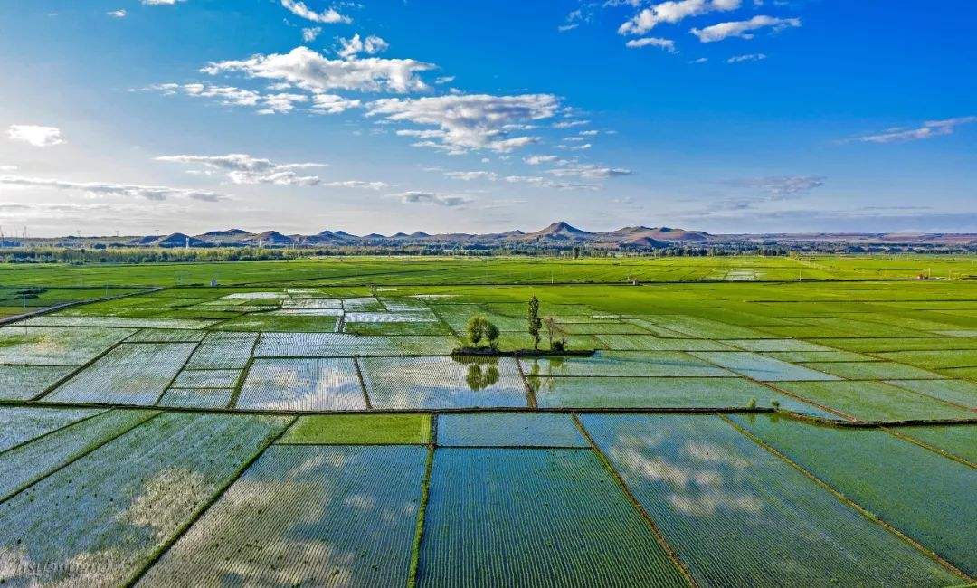 日本什么牌子的电饭煲煮饭最好吃,国产电饭锅与日本电饭煲差距大吗