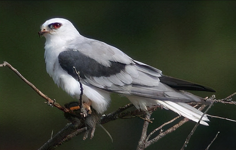 东江揽胜:收集常见鸟类图谱之猛禽篇,摄鸟人自留地,建议收藏