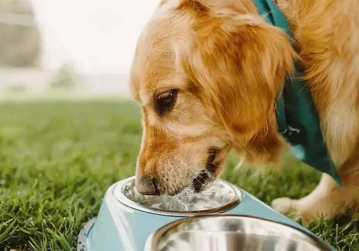 怎么避免狗狗得肾衰竭,狗狗肾衰竭和尿毒症的区别是什么