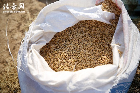 生态稻花香大米好吃不,天津七里海稻田大米怎么样