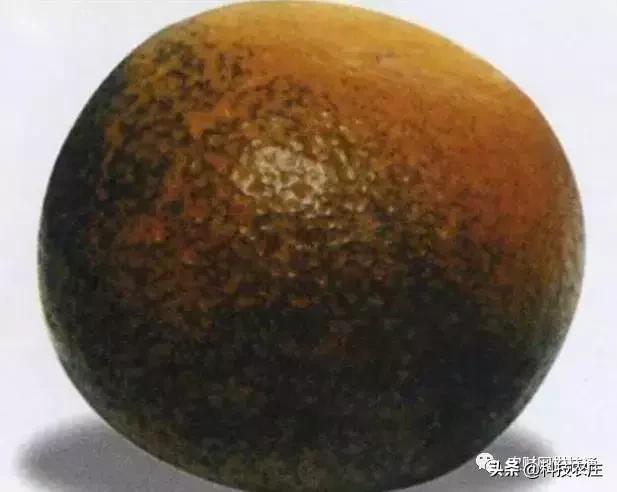 8月份果树植保管理技术要点,8月不努力9月徒伤悲