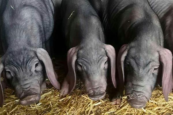 太湖母猪仔长得快吗,太湖二代小母猪价格