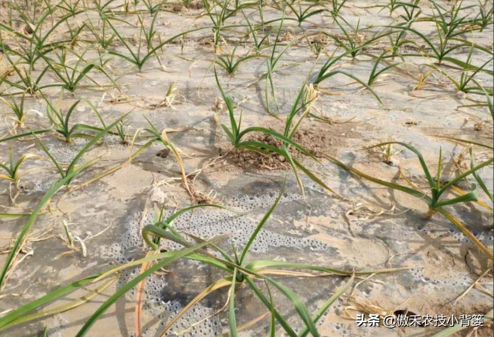 农作物灌根用什么杀菌药效果好,阿维菌素灌根可以防治哪些病害