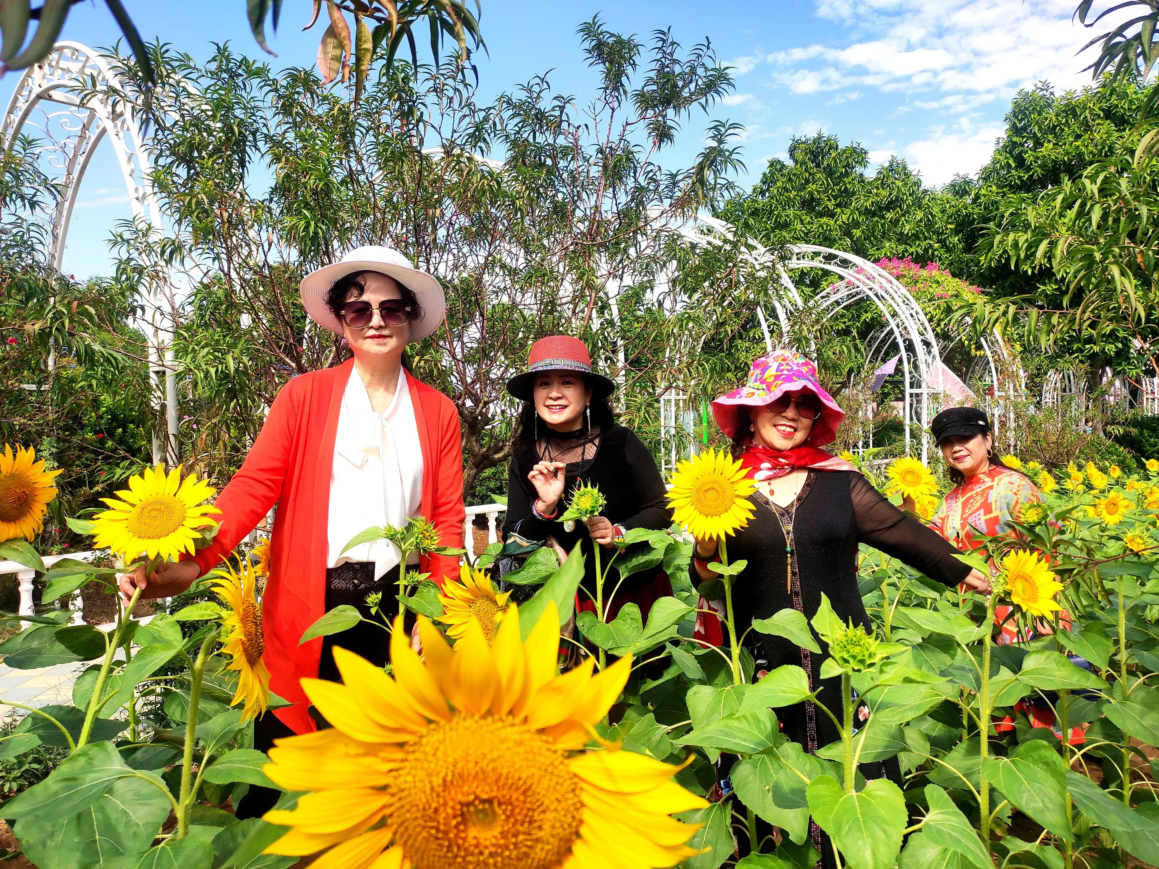 南沙好玩的地方百万葵园,广州南沙百万葵园几月份去最好