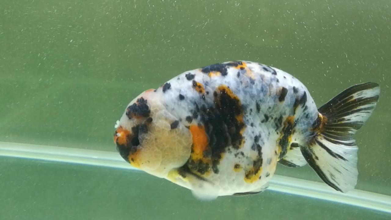 兰寿金鱼水质不好得病了怎么办,兰寿金鱼品相不好淘汰怎么处理