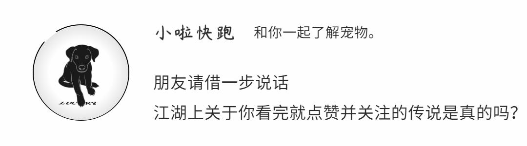 猫不能吃什么最全的新手养猫攻略,养猫需要注意猫咪不能吃的什么