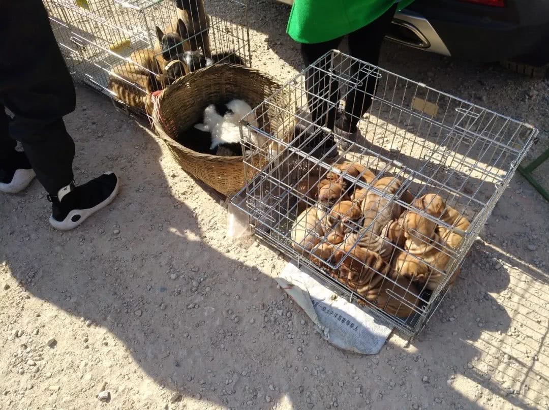 狗市里可爱的小狗,狗市可爱小土狗