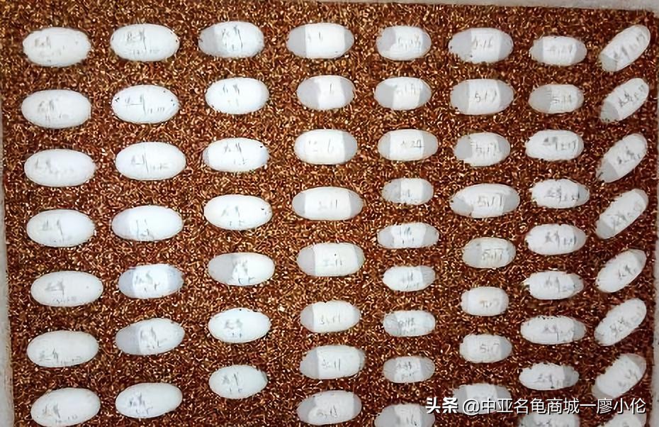 乌龟蛋孵化前需要注意什么,乌龟蛋孵化后期注意事项