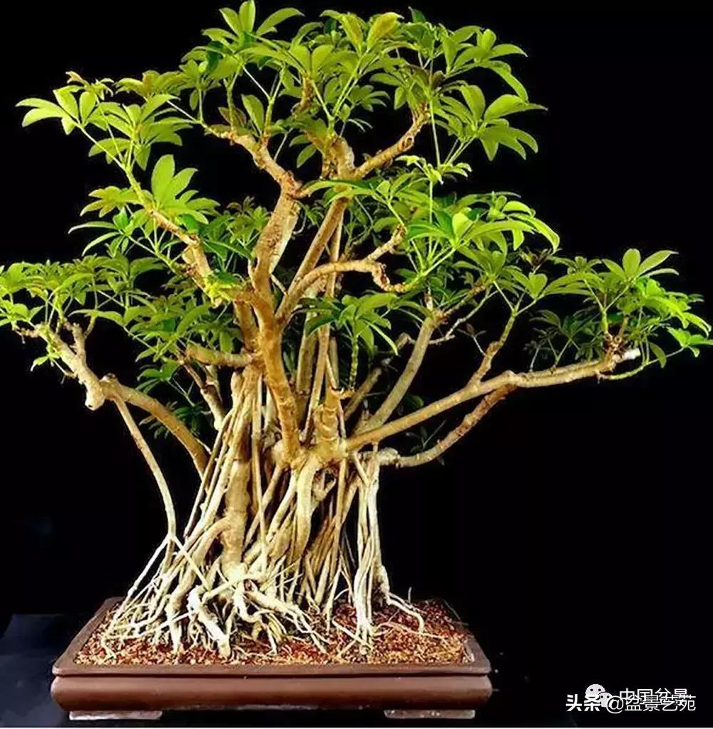 天生好养的36种盆景植物,好养的大盆景植物推荐