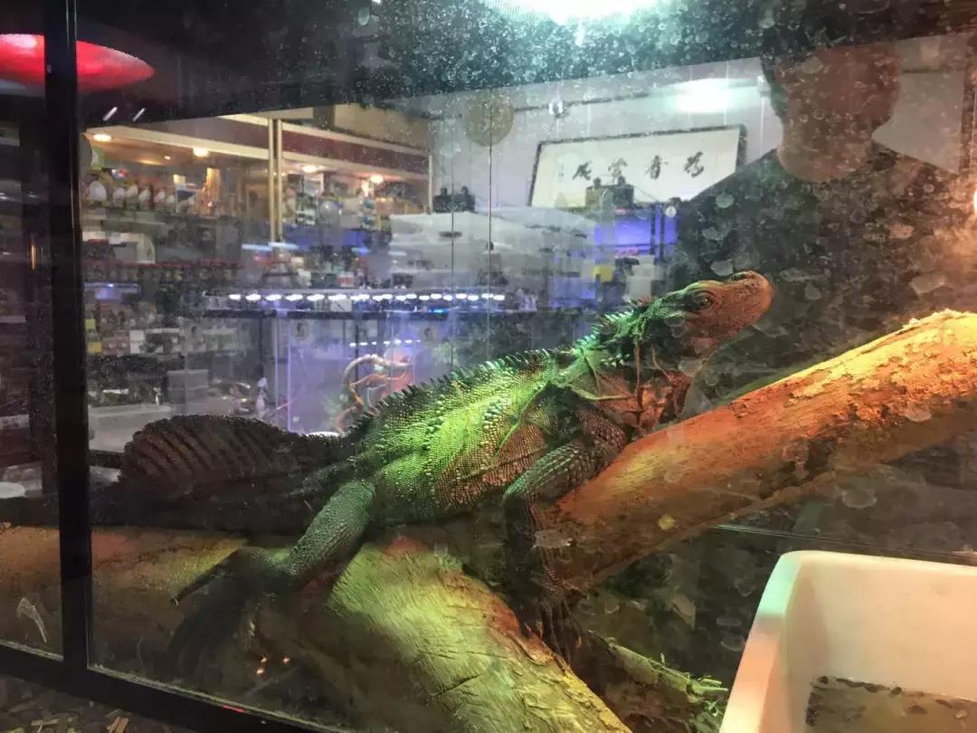 出售巨蜥,养粗脖巨蜥合法吗