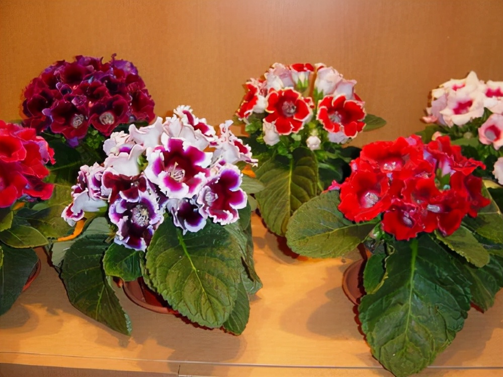 最耐阴不需要阳光的植物室外,喜阴怕阳光非常好养的盆栽大全