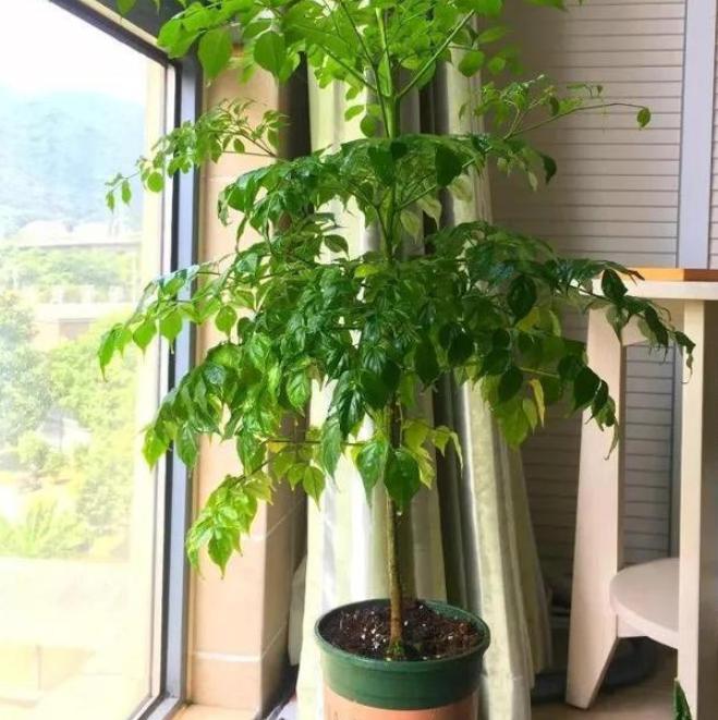 家里的幸福树叶子蔫了怎么回事,家里的幸福树生黑飞虫怎么处理