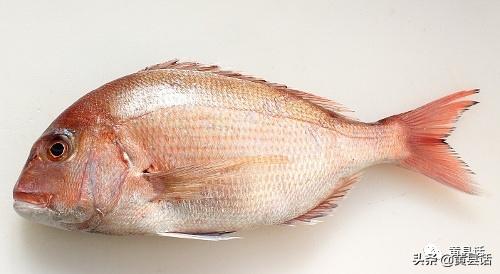 在海边很便宜的海鲫鱼（斑鰶），在日本却卖到几千块钱一斤