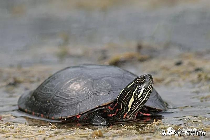 仿野环境养龟,仿野养龟