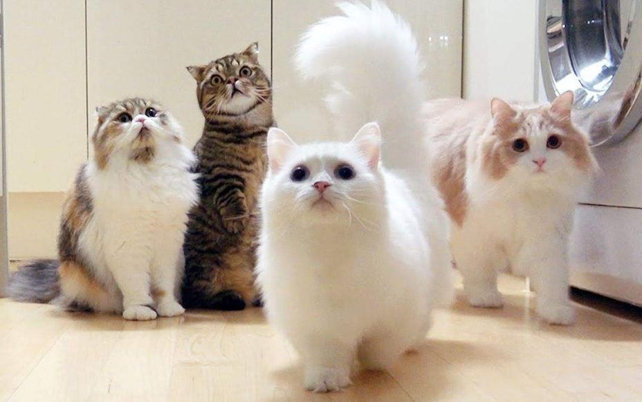 领养小猫咪时送什么礼物,领养刚出世的猫咪怎么喂养