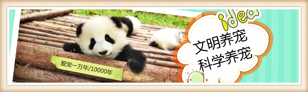 怀孕的母猫需要注意什么饮食,母猫怀孕到底要不要补营养