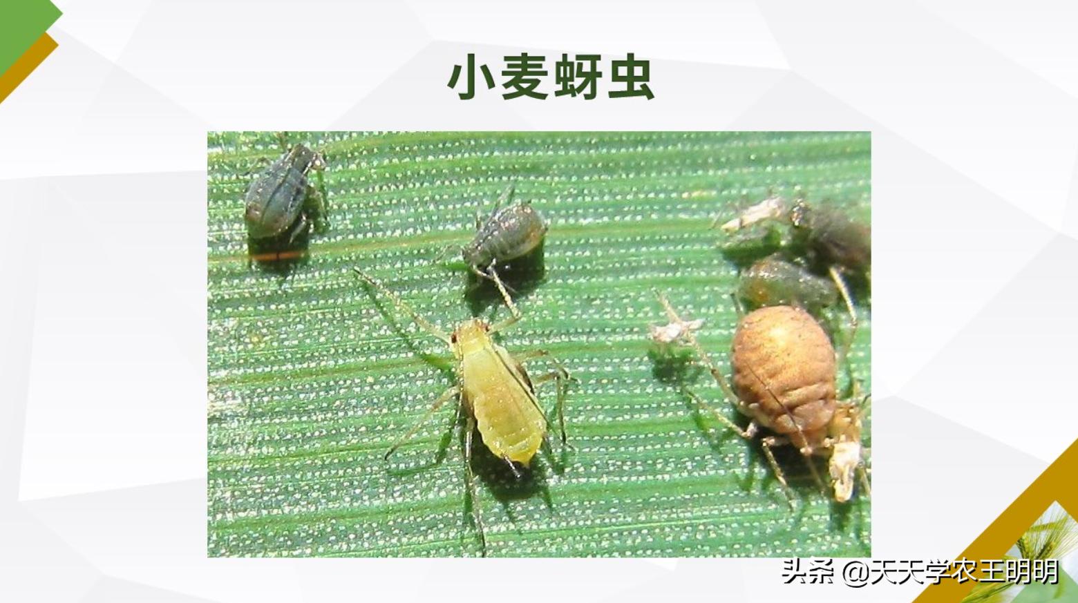 小麦主要虫害及防治方法思维导图,小麦虫害用什么药