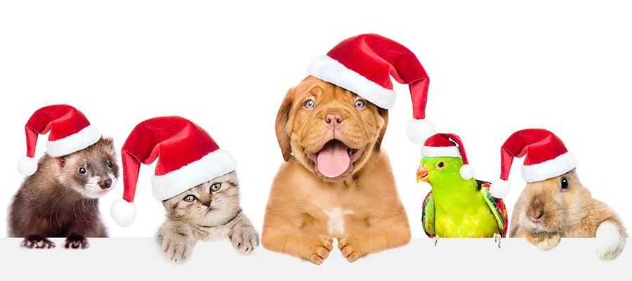 小狗是dog还是puppy,小狗是什么类别的动物