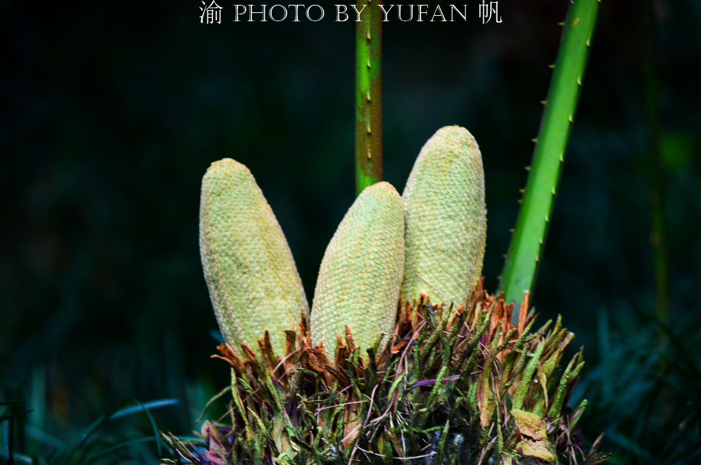 罕见万年铁树开花了,苏铁园千年铁树图片