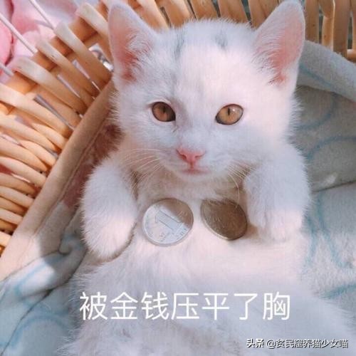 家中的猫咪很酷不理人，只要用对了方法，猫咪一叫就来