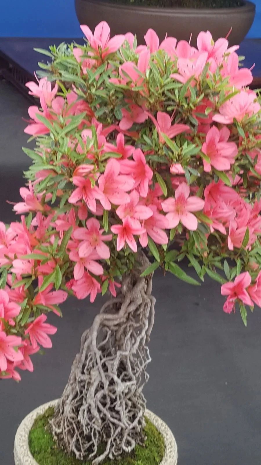 杜鹃花掉叶了就剩光杆怎么处理,杜鹃花掉花蕊