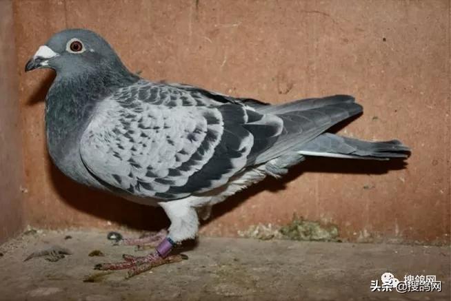 kbdb鸽王名单,比利时kbdb短距离鸽王有奖金吗