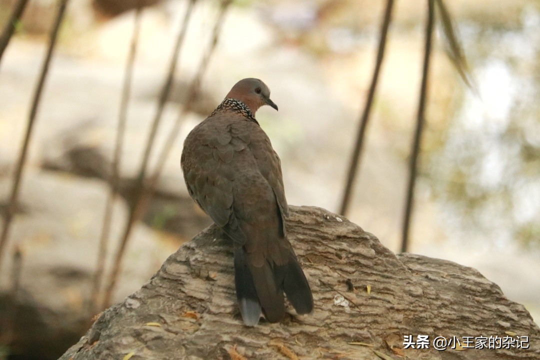 国际爱鸟日天桥岭,国际爱鸟日