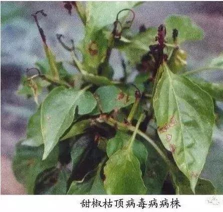 植物癌症病毒怎么防治,植物病毒病最佳治愈方法