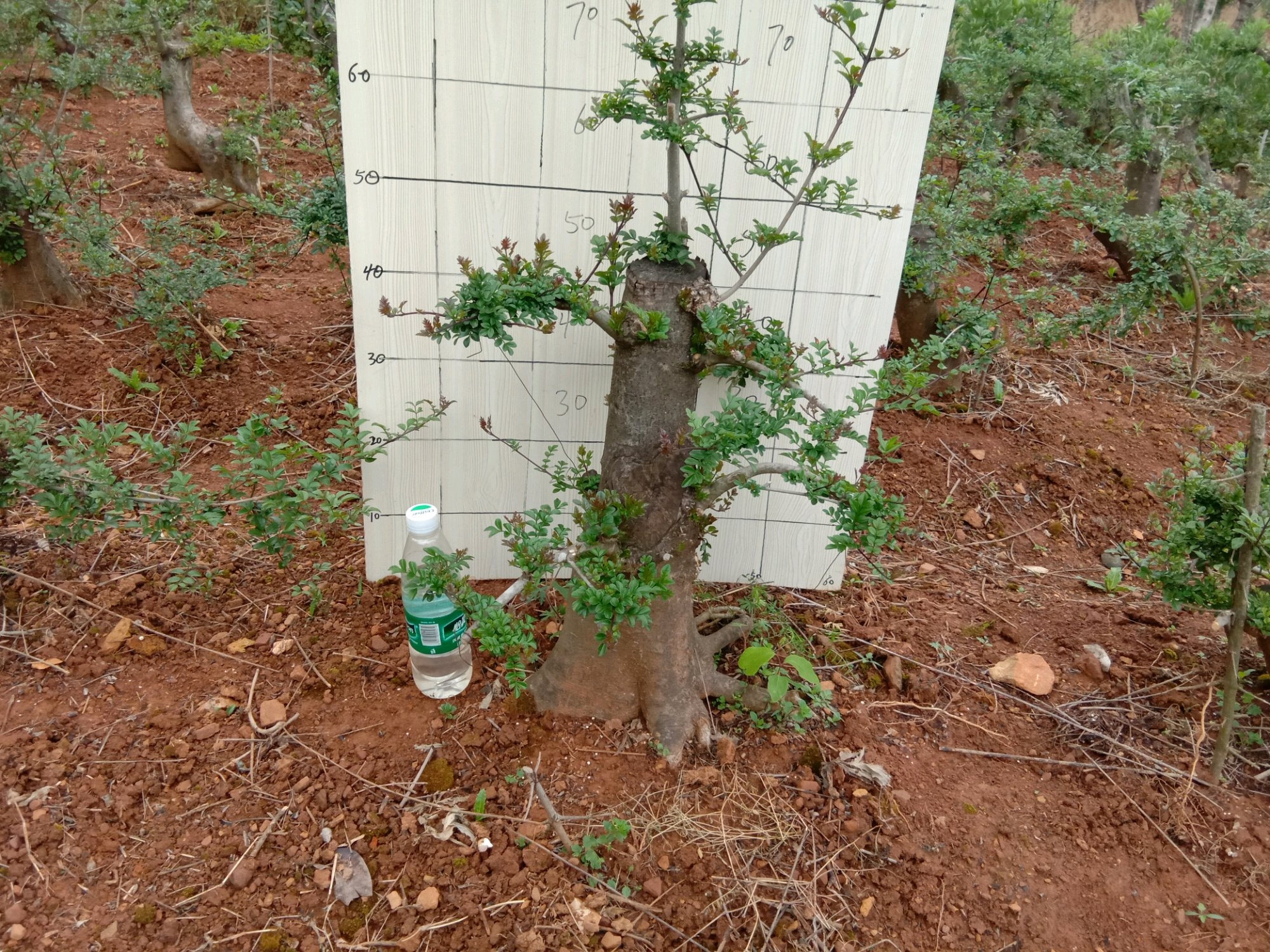 白蜡树叶子枯萎是什么原因,白蜡树叶片枯萎怎么救活