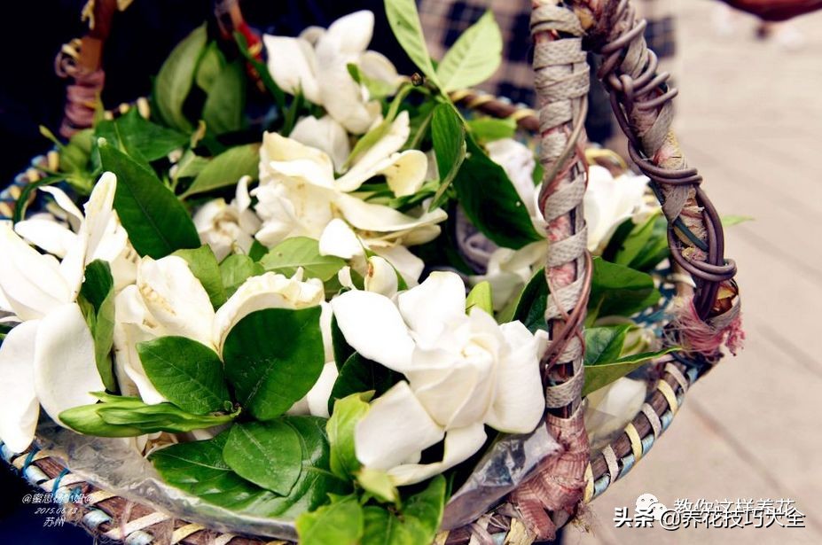 5种花特清香，家里养一盆，芬芳不断，清香四溢，异味全无