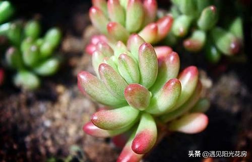 虹之玉为什么下半部分掉叶,虹之玉一直掉叶怎么办