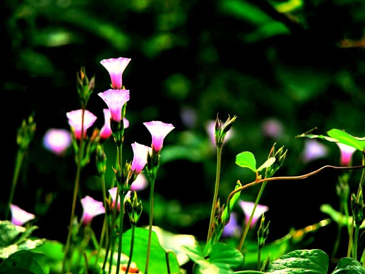 原创蝴蝶恋花,蝶恋花蝴蝶原唱