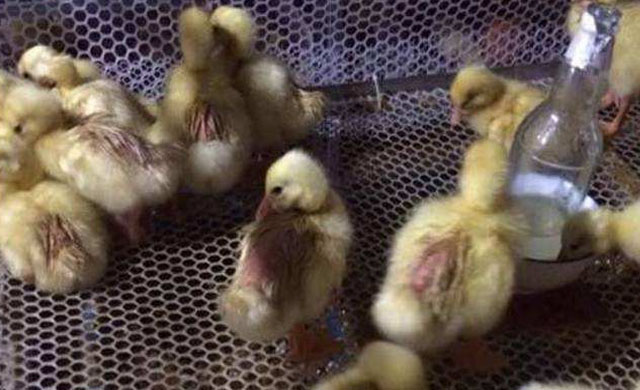 小鹅拉白屎用什么药能治好,小鹅拉白屎怎么办