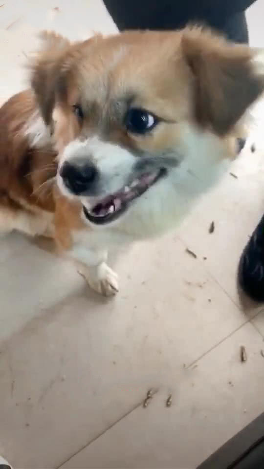 狗吃主人手中食物小心翼翼,狗吃零食主人过来立马吞