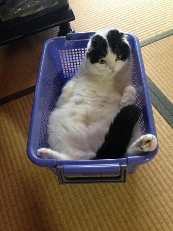 被猫咪不小心抓到该怎么教训猫,猫咪一直抓门可以教训一下吗