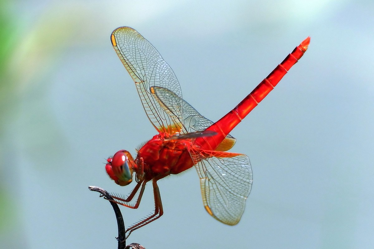 蜻蜓幼虫的各种种类,蜻蜓各种品种都叫什么名字