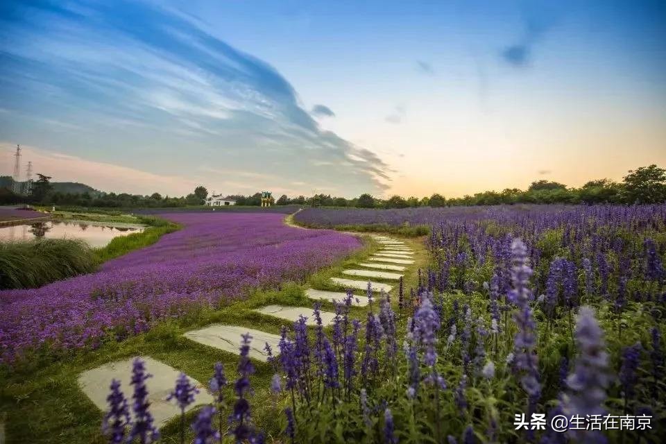 2019年南京美丽乡村游,南京周边美丽乡村游推荐