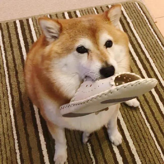 给狗起名字侵权吗,给狗起了一个字名字