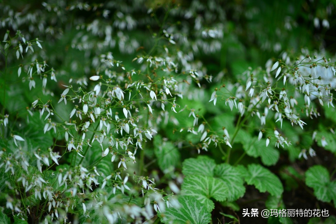 河马花园植物大全,荷马花园的月季