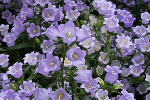 腊梅种花盆,腊梅花种子好种