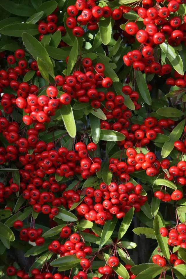 赏花时间表,赏花季节及图片