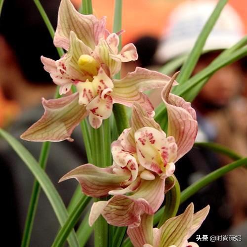 最贵的墨兰多少钱一株,最贵的兰花一品兰