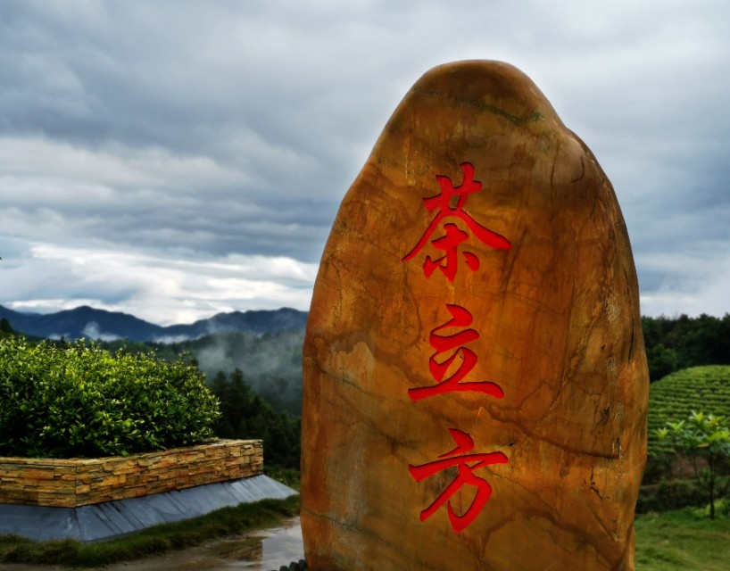 江西靖安最好的茶园,靖安高山白茶茶园
