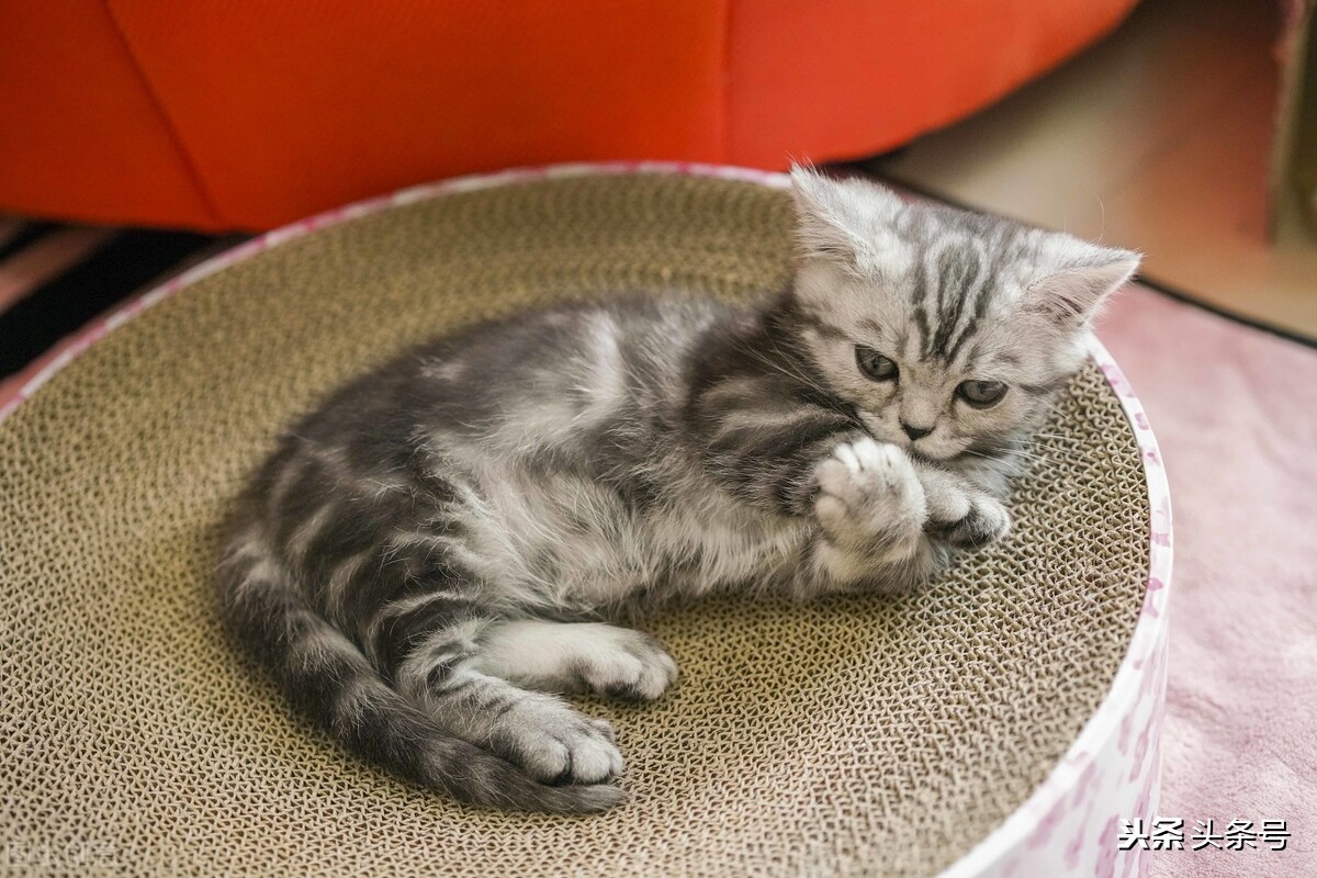 美短折耳猫怎么养,美短猫和狸花哪个好养